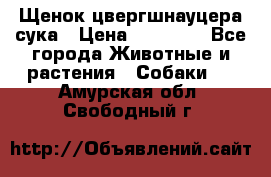 Щенок цвергшнауцера сука › Цена ­ 25 000 - Все города Животные и растения » Собаки   . Амурская обл.,Свободный г.